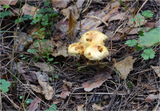 Гриб из Москва