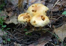 Гриб из Москва