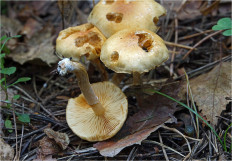 Гриб из Москва