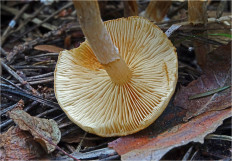 Гриб из Москва