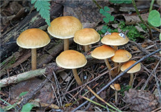 Гриб из Москва