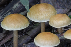 Гриб из Москва