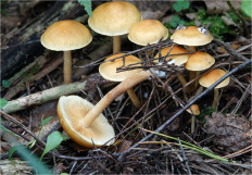 Гриб из Москва