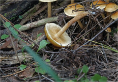 Гриб из Москва