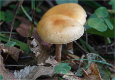 Гриб из Москва