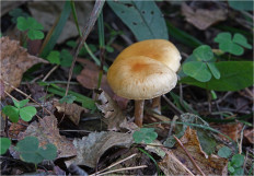 Гриб из Москва