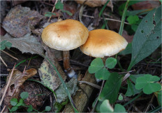 Гриб из Москва