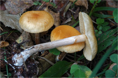 Гриб из Москва