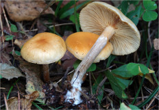 Гриб из Москва