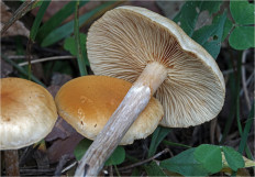 Гриб из Москва