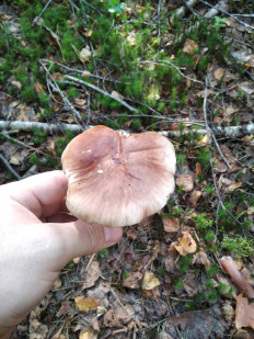 Гриб из Москва