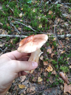 Гриб из Москва