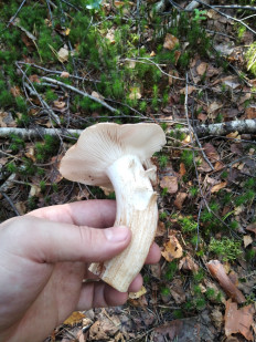 Гриб из Москва