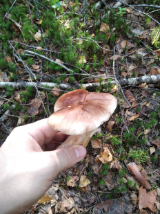 Гриб из Москва