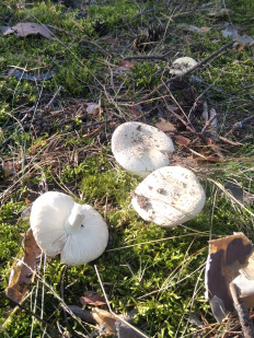 Гриб из Москва