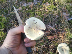 Гриб из Москва