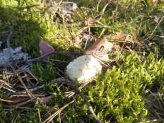 Гриб из Москва