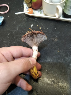 Гриб из Москва