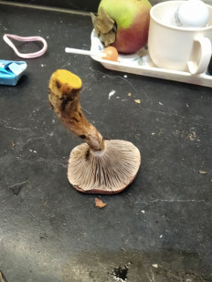 Гриб из Москва