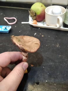 Гриб из Москва