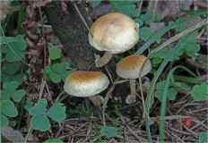 Гриб из Москва