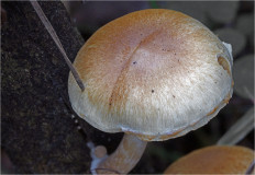 Гриб из Москва