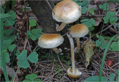 Гриб из Москва