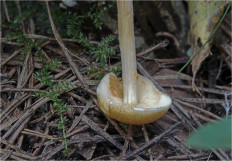 Гриб из Москва