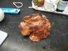 Гриб из Москва