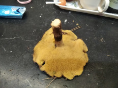 Гриб из Москва