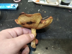 Гриб из Москва