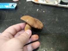 Гриб из Москва