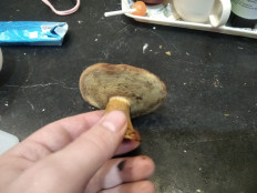 Гриб из Москва