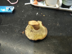 Гриб из Москва