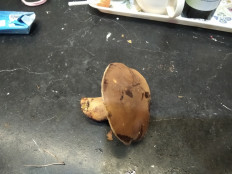 Гриб из Москва