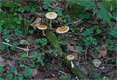 Гриб из Москва