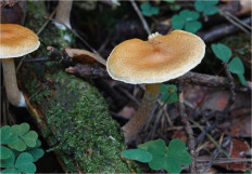 Гриб из Москва