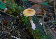 Гриб из Москва