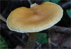 Гриб из Москва