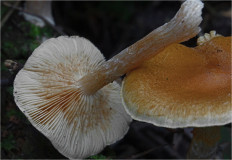 Гриб из Москва