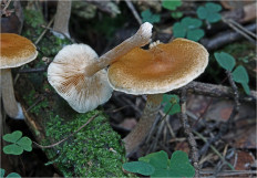 Гриб из Москва