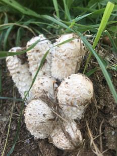 Навозник белый