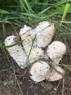 Навозник белый