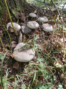 Говорушка дымчатая (Рядовка дымчатая)