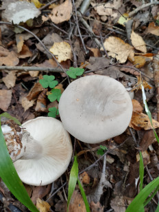 Говорушка дымчатая (Рядовка дымчатая)