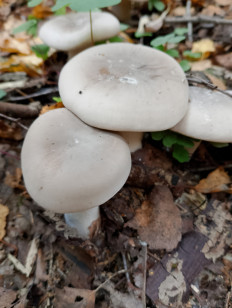 Говорушка дымчатая (Рядовка дымчатая)