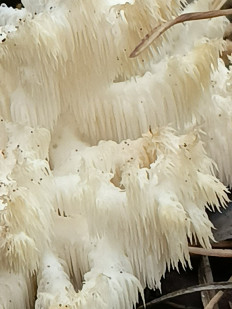 Ежовик коралловидный