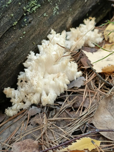 Ежовик коралловидный