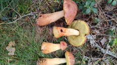 Гриб из Таллинн