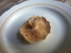 Гриб из Московская область